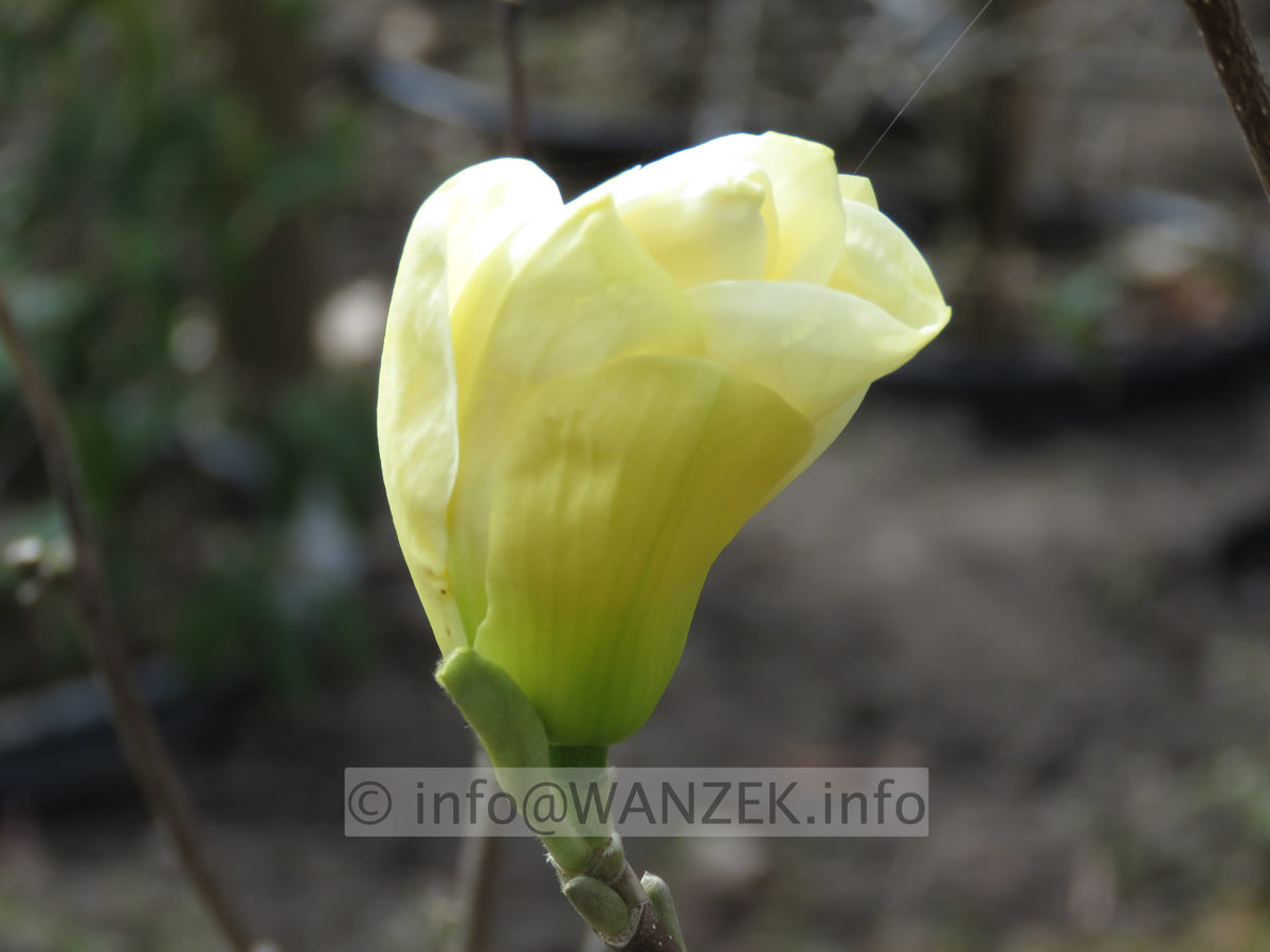 Magnolia Yellow River 1.JPG